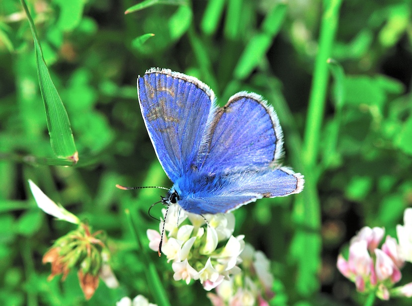 Dubbio ID Lycaenidae